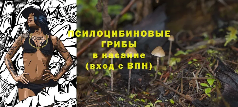 Псилоцибиновые грибы Magic Shrooms  закладка  Кушва 